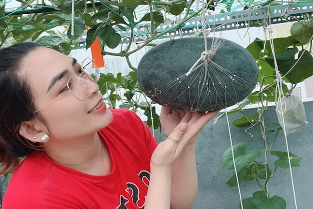 how to grow watermelon from seeds at home