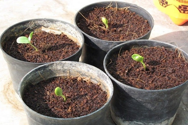 how to grow watermelon from seeds