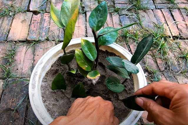 how to grow zz plant from leaves