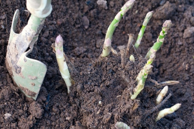 how to grrow asparagus in pots on the rooftop