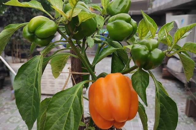 how to plant bell peppers from seed