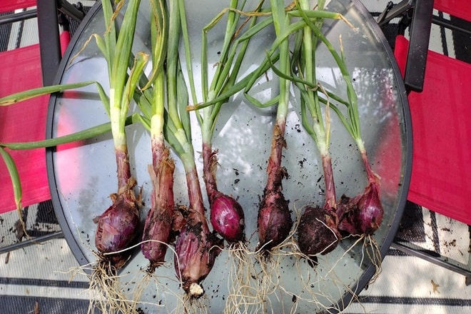 how to plant onions that have sprouted indoors