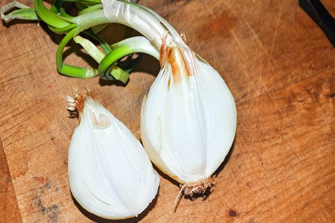 how to plant onions that have sprouted