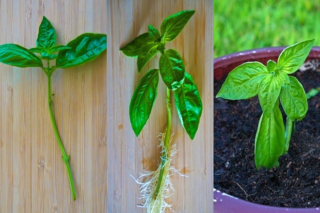 how to propogate basil from a cutting