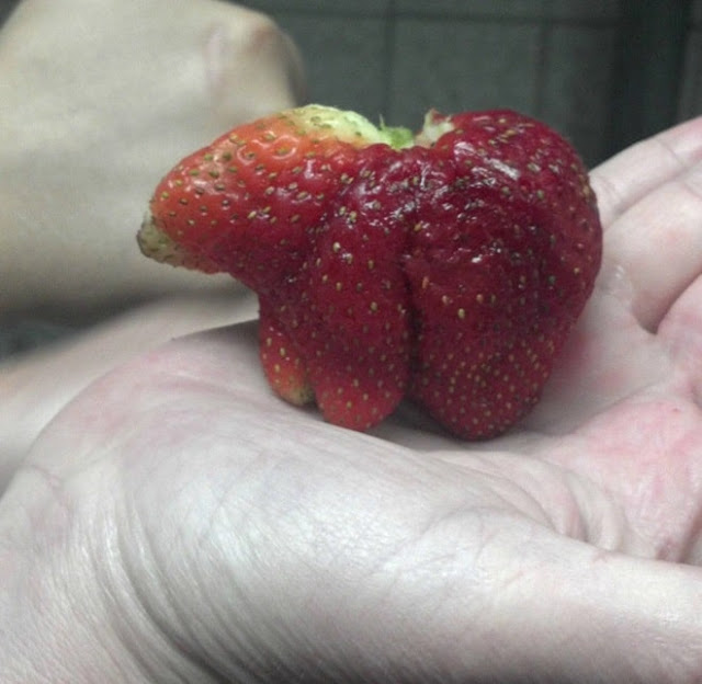 The strangest strawberries in the world 2 min (1)