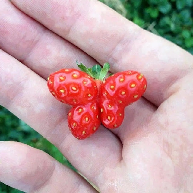 The strangest strawberries in the world 3 min (2)