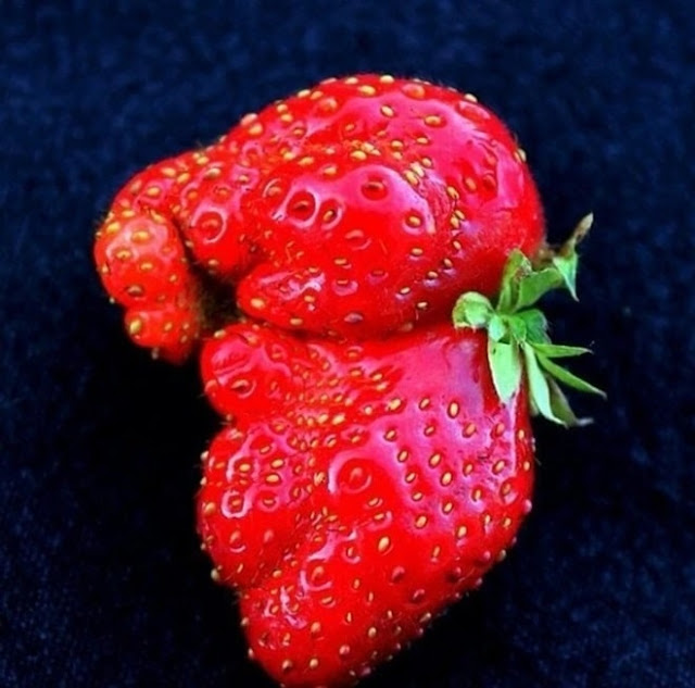 The strangest strawberries in the world 5 min (1)