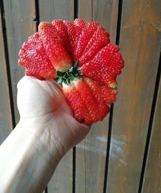 The strangest strawberries in the world 8 min (1)