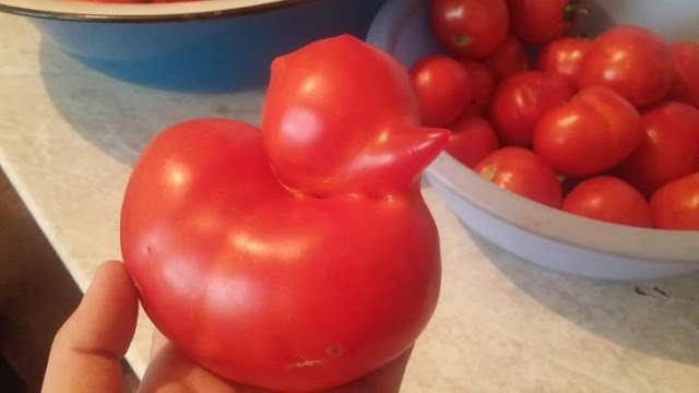 The vegetables and fruits that resemble birds 4