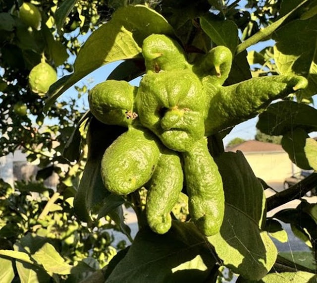 The Vegetables That Look Most Like Humans 6 min (1)